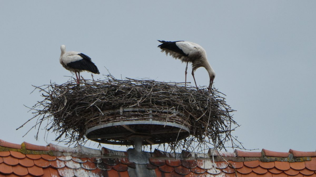 May 5, 2019     Riquewihr FR