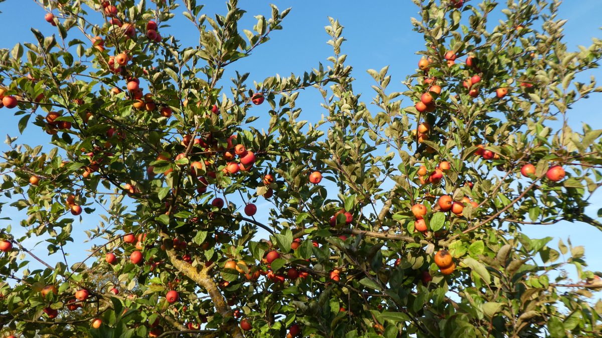 November 4, 2018   Gron FR