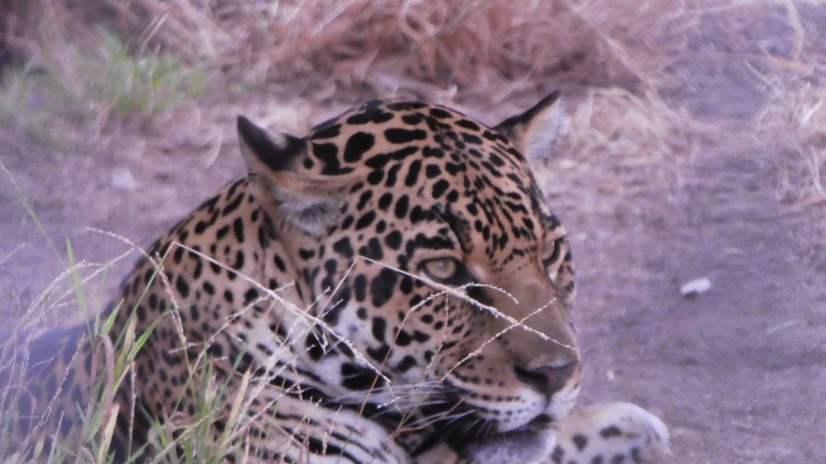 August 19, 2018         San Diego CA