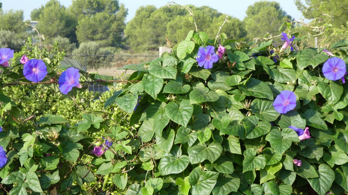 October 27, 2018        Mataro SP