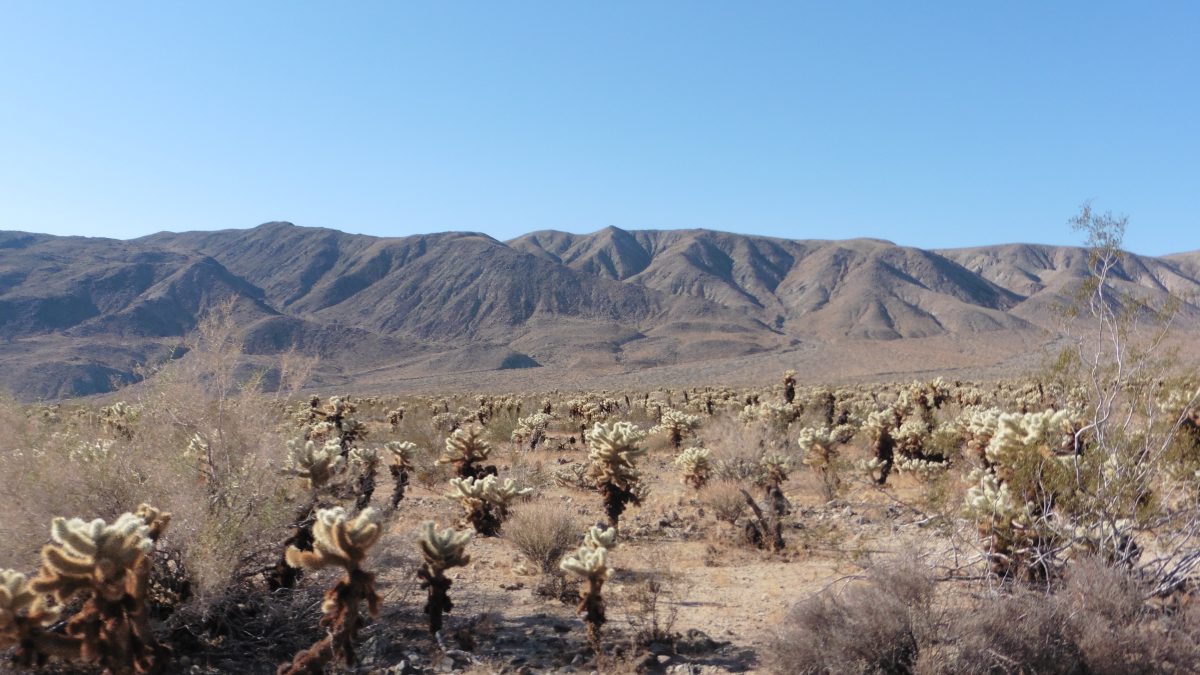 February 6, 2018 Joshua Tree NP