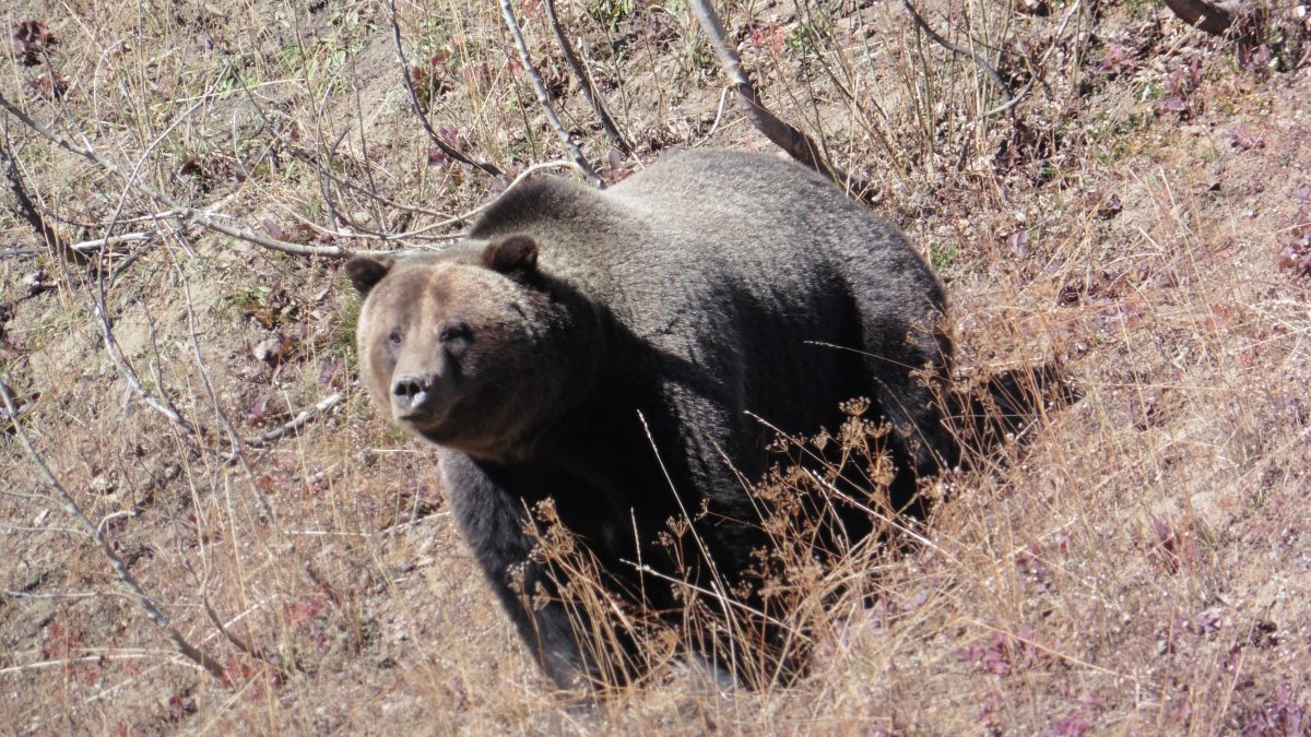 October 17, 2017 Yellowstone NP