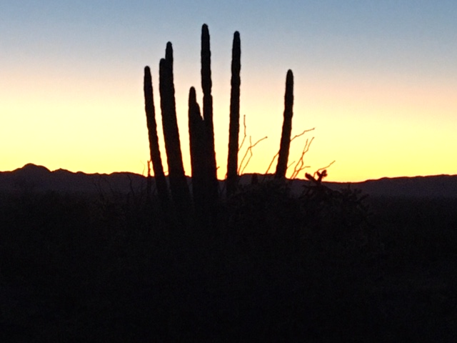 Organ Pipe Cactus National Monument