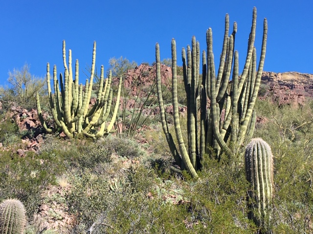 January 30, 2020 Organ Pipe Cactus NM