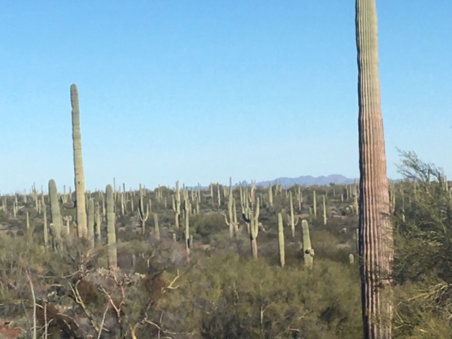 January 31, 2020  Organ Pipe Cactus NM