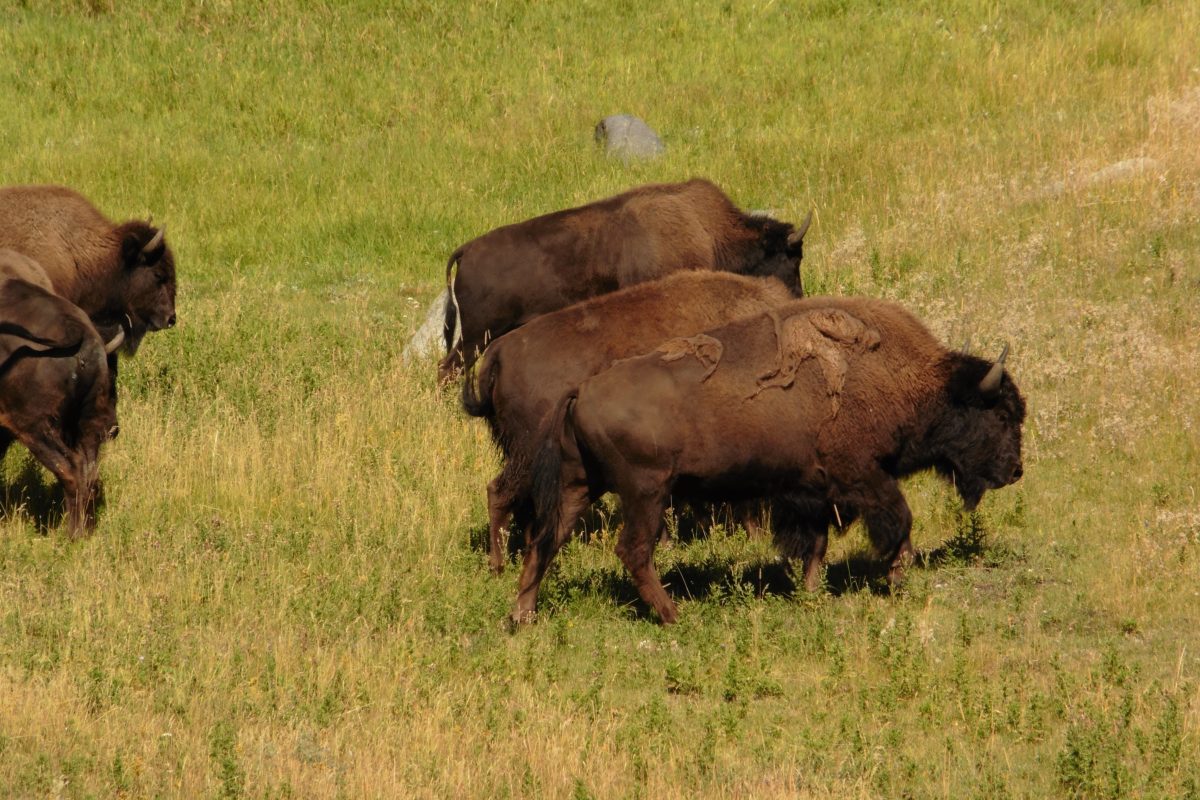August 9, 2015 Yellowstone NP