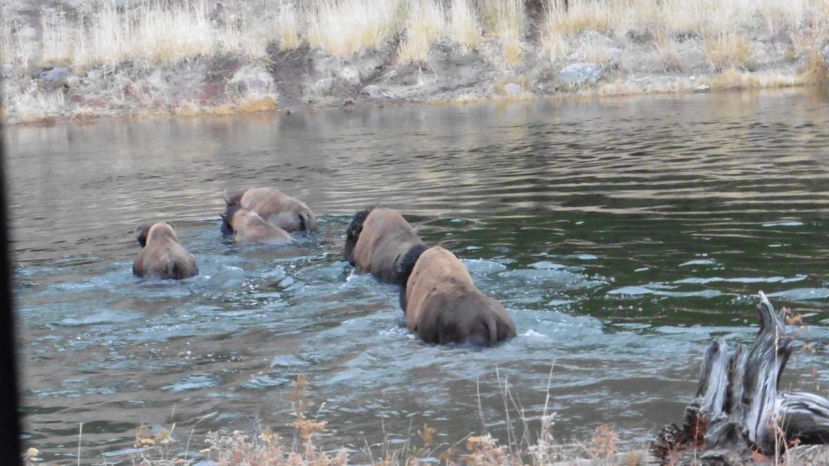 October 17, 2017 Yellowstone NP