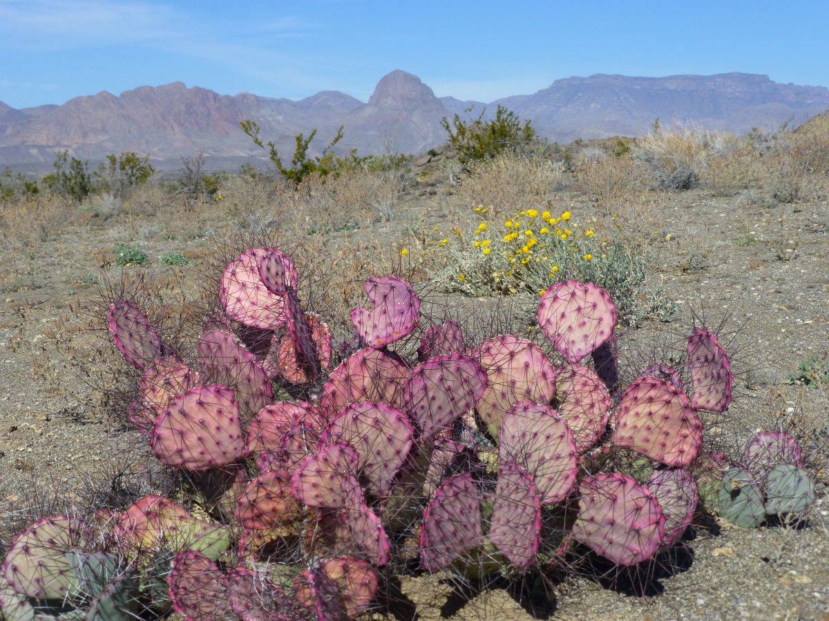 January 30, 2014       Big Bend NP