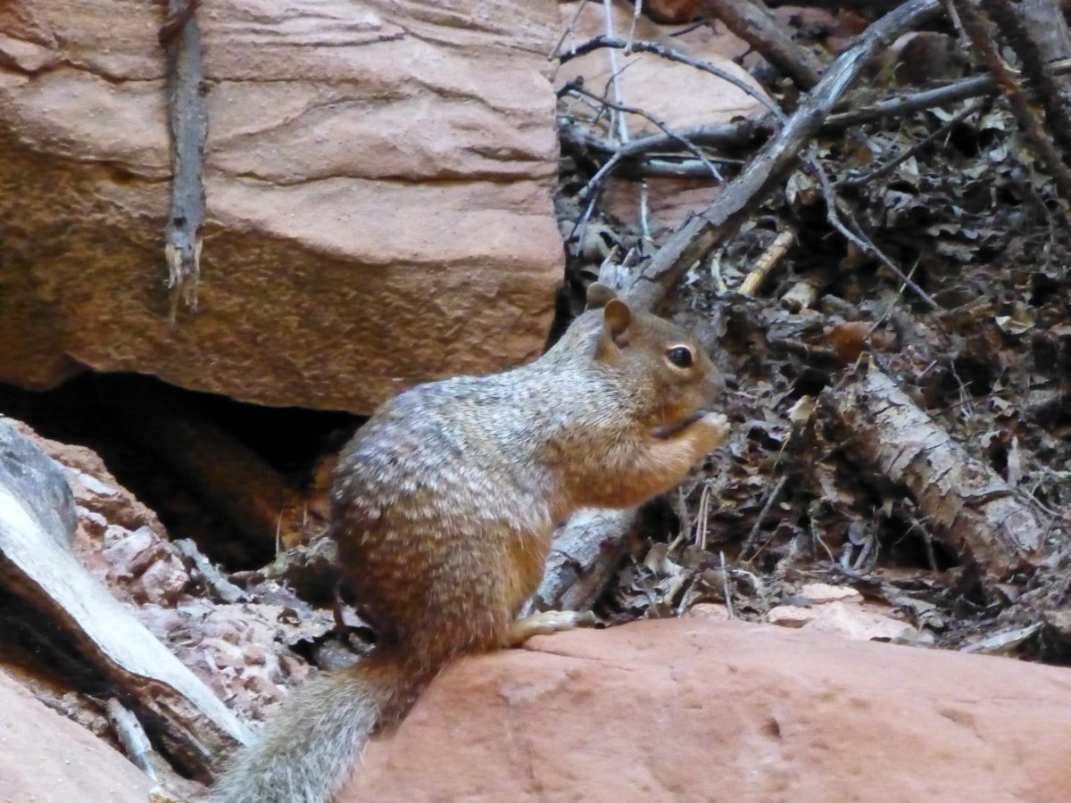 September 24, 2016 Zion Canyon NP