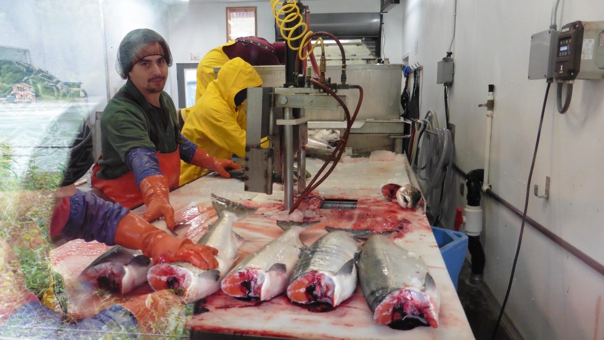 September 6, 2017 Haines AK