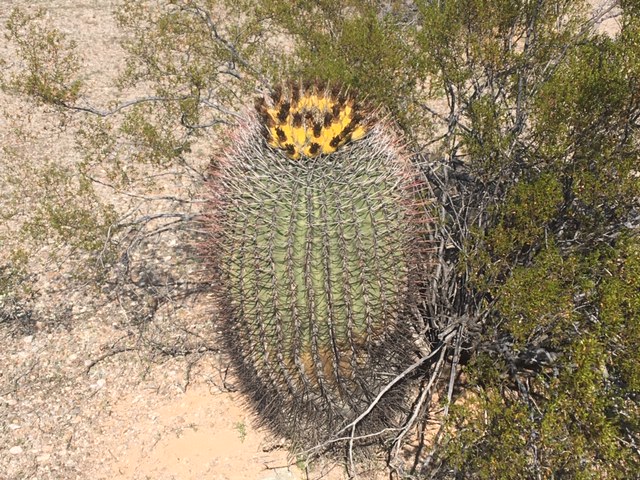 January 29, 2020 Organ Pipe Cactus National Monument