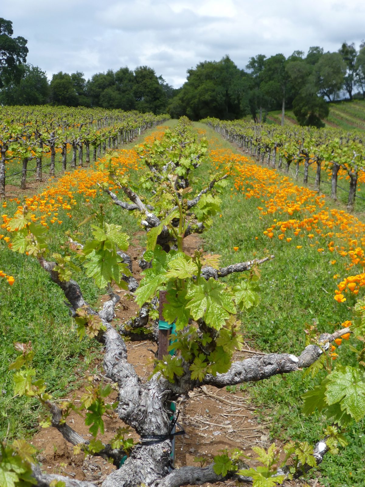 April 27, 2015      Folsom CA