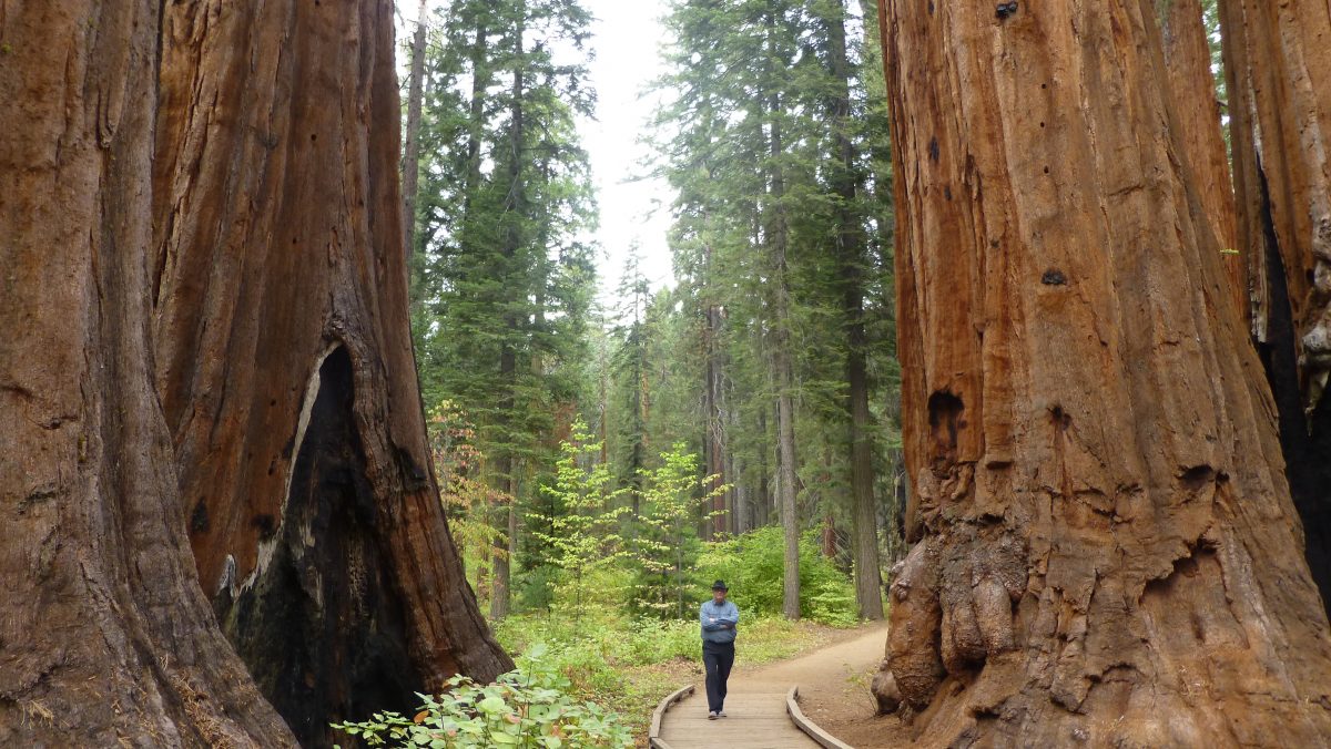 October 17, 2016 Calaveras Big Tree State Park CA