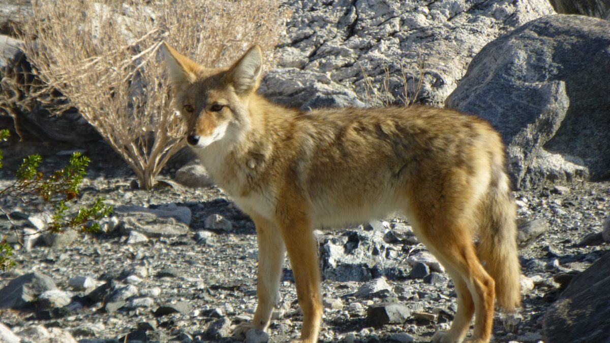 December 18, 2016 Death Valley NP