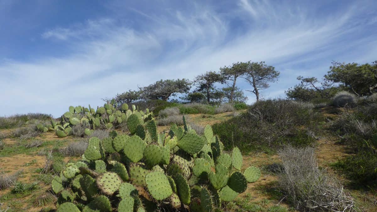 January 22, 2017       San Diego CA