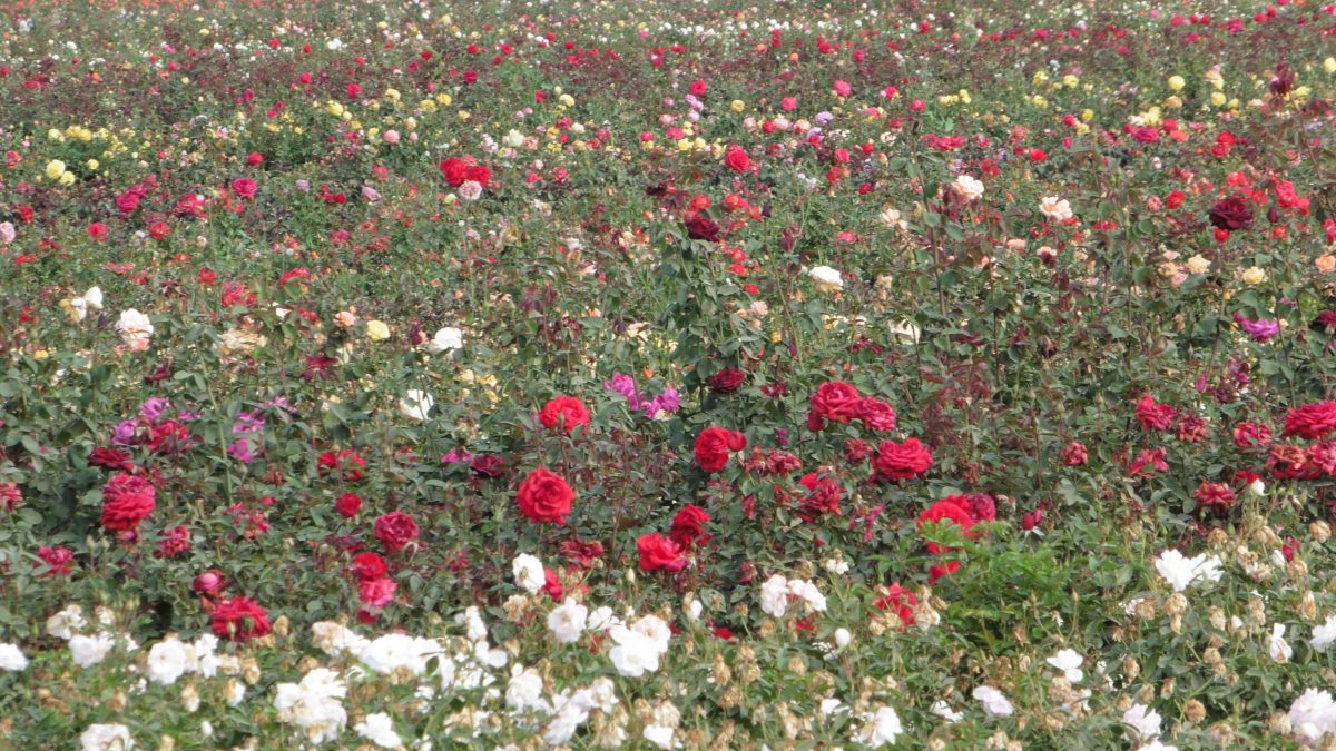 November 3, 2017 Monterey CA