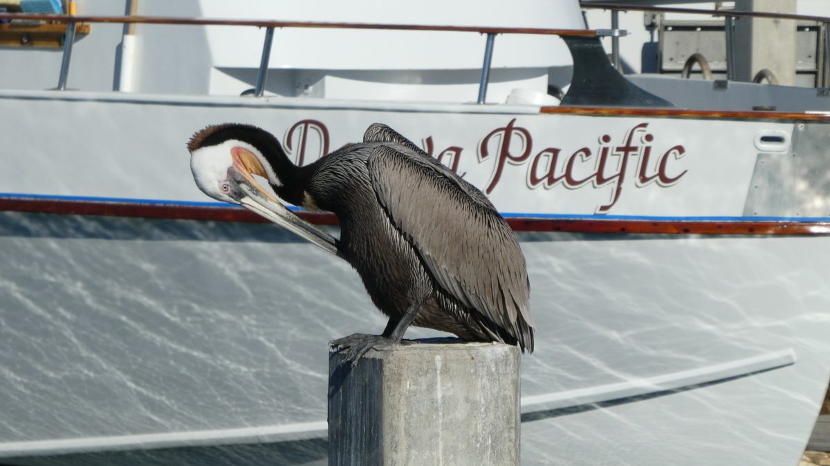 January 24, 2019         San Diego CA