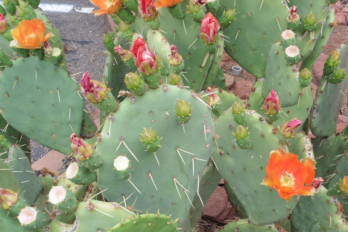 May 14, 2017                 Las Vegas NV