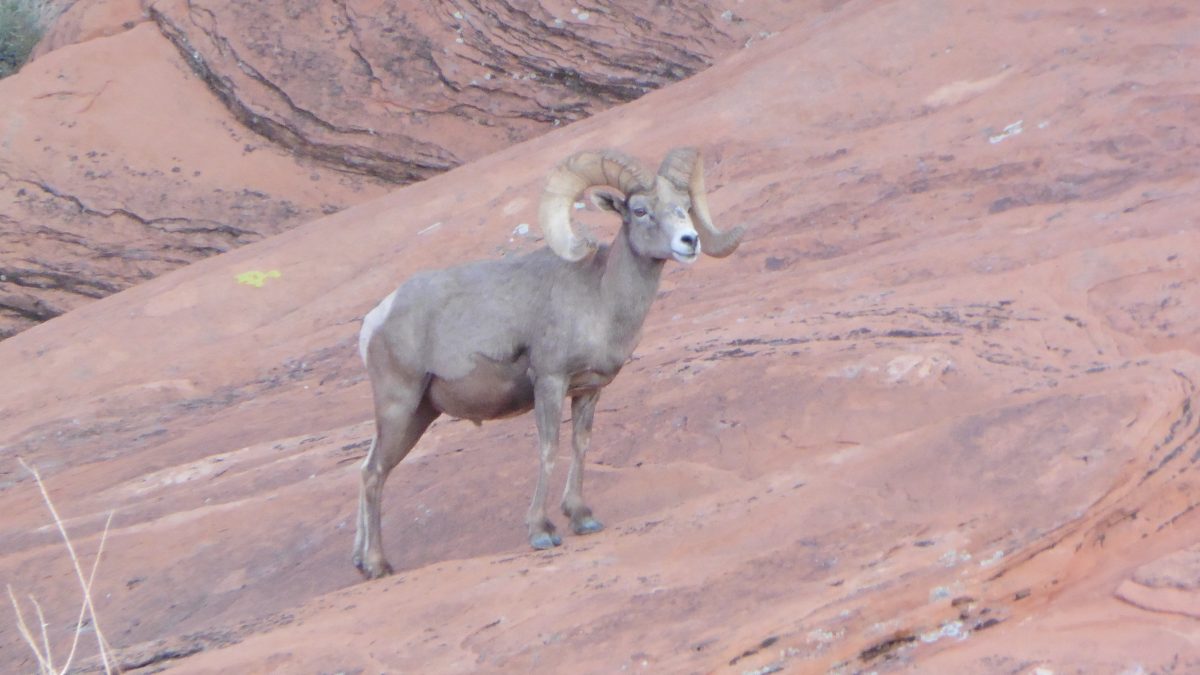 January 31, 2018      Valley of Fire State Park NV