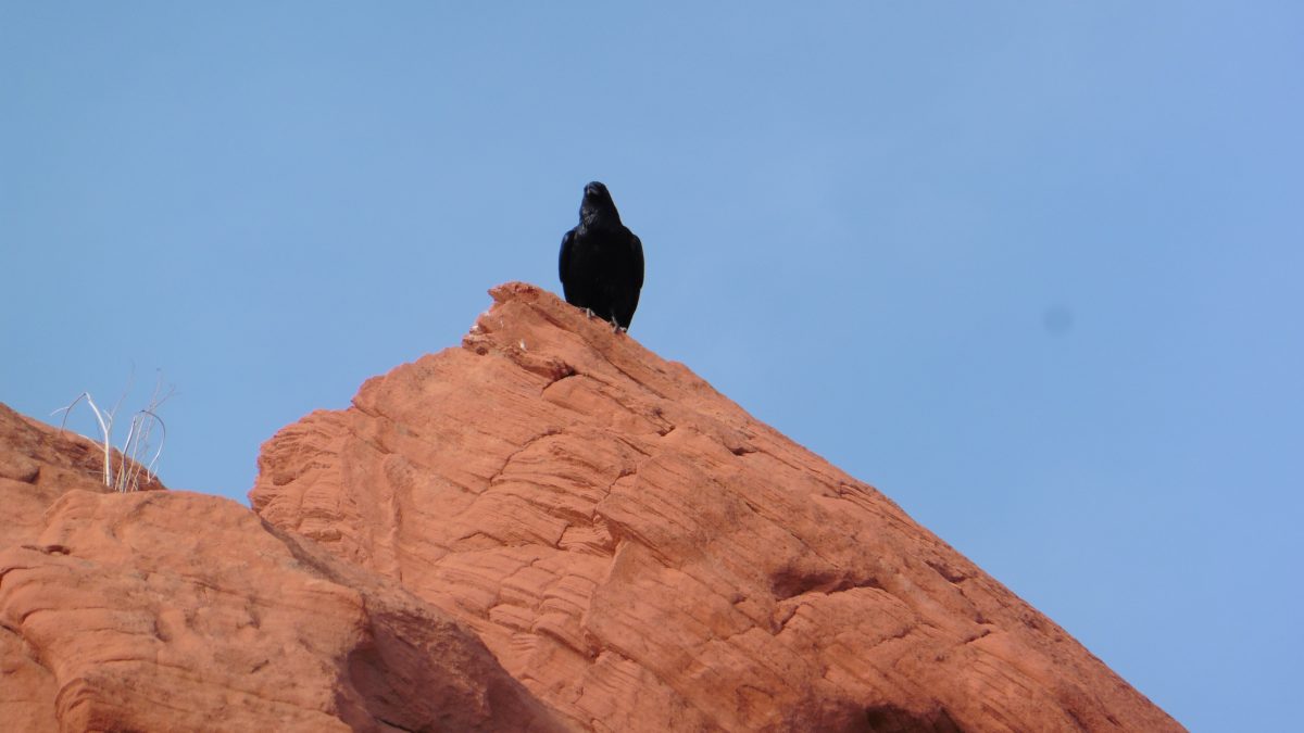 February 1, 2018        Lake Mead National Recreation Area NV