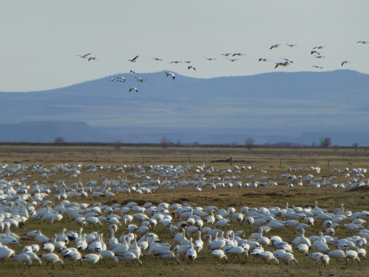 March 24, 2015    Malheur National Wildlife Refuge