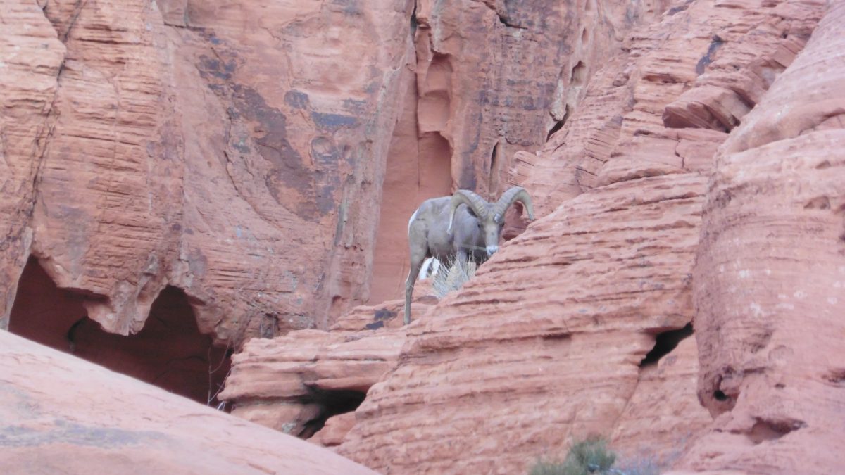 February 1, 2018      Lake Mead National Recreation Area